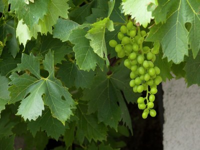 Apartment Apartment in Hollersbach near Ski Lift - Outdoor photo 32