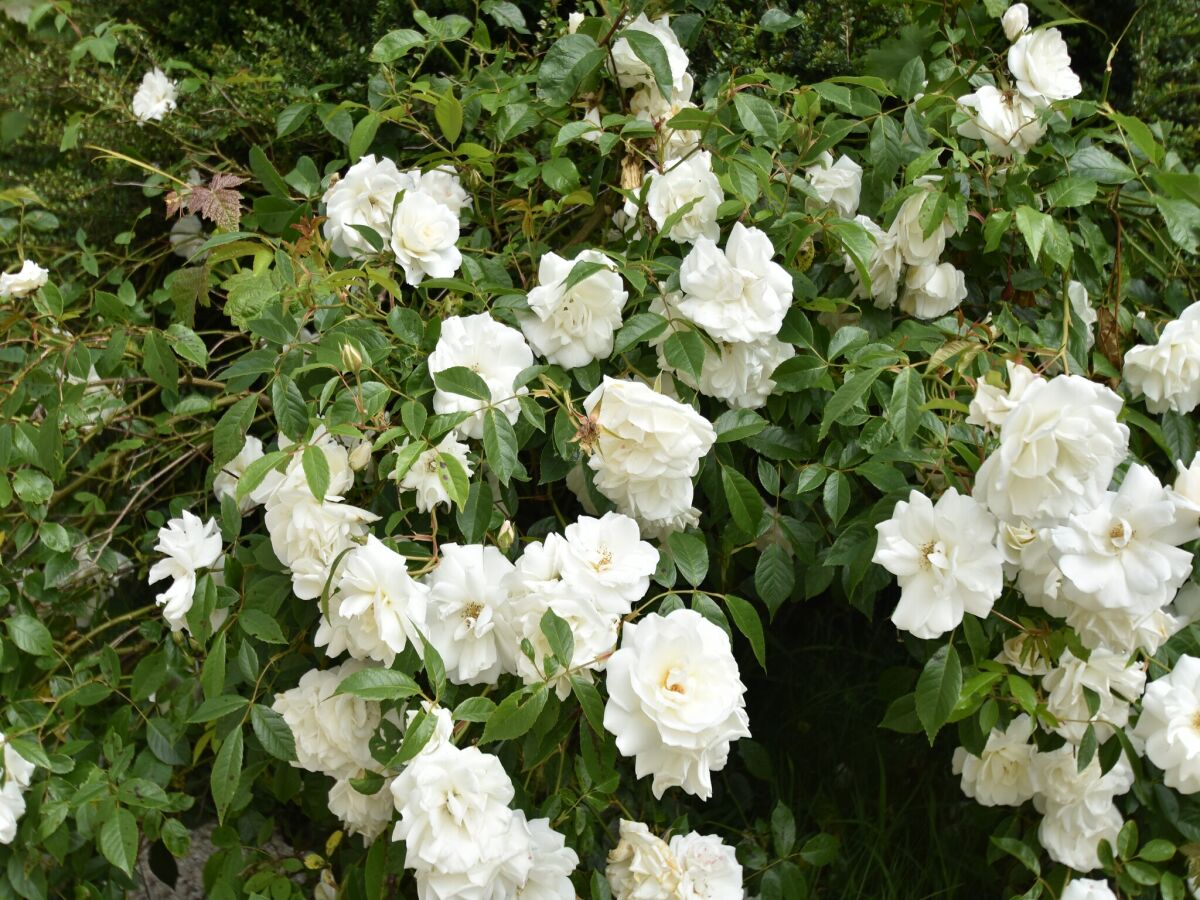 Holiday house Holiday Home near Brittany Beaches - Outdoor photo 3