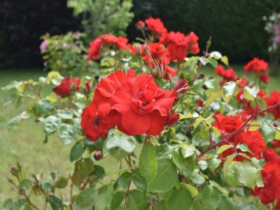 Holiday house Holiday Home near Brittany Beaches - Outdoor photo 37