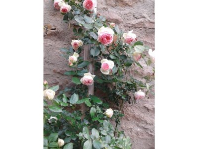 Holiday apartment the old plane - Outdoor photo 8