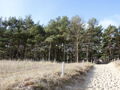 Holiday house Pine tree by the beach - Environment photo 18