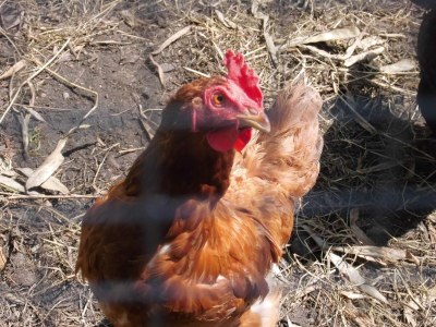 Apartment Charmante Ferienwohnung am Salzhaff Familienurlaub - Environment photo 35