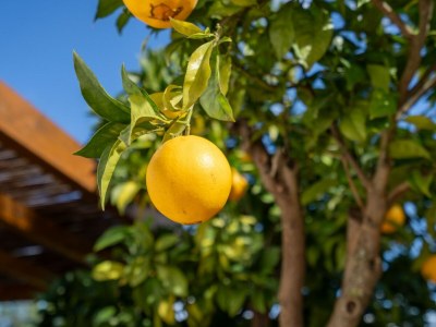 Holiday house Vila Felicity - Outdoor photo 21