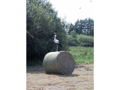 Holiday apartment at Bunge Heath Farm - Outdoor photo 5