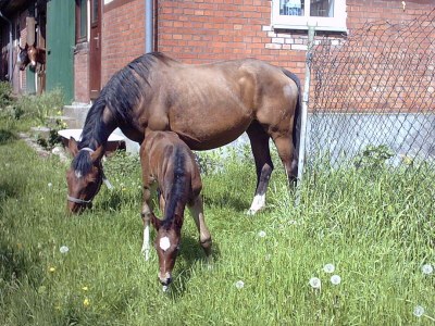 Holiday apartment at Bunge Heath Farm - Environment photo 15