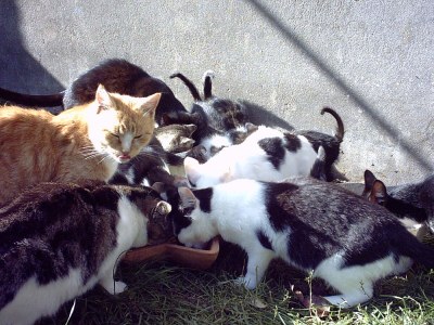 Holiday apartment at Bunge Heath Farm - Environment photo 17