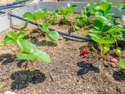 Villa La Cigarra Can Carrasco - Outdoor photo 28