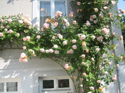 Holiday apartment Komfortferienwohnung - Environment photo 16