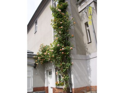 Holiday apartment Komfortferienwohnung - Environment photo 18