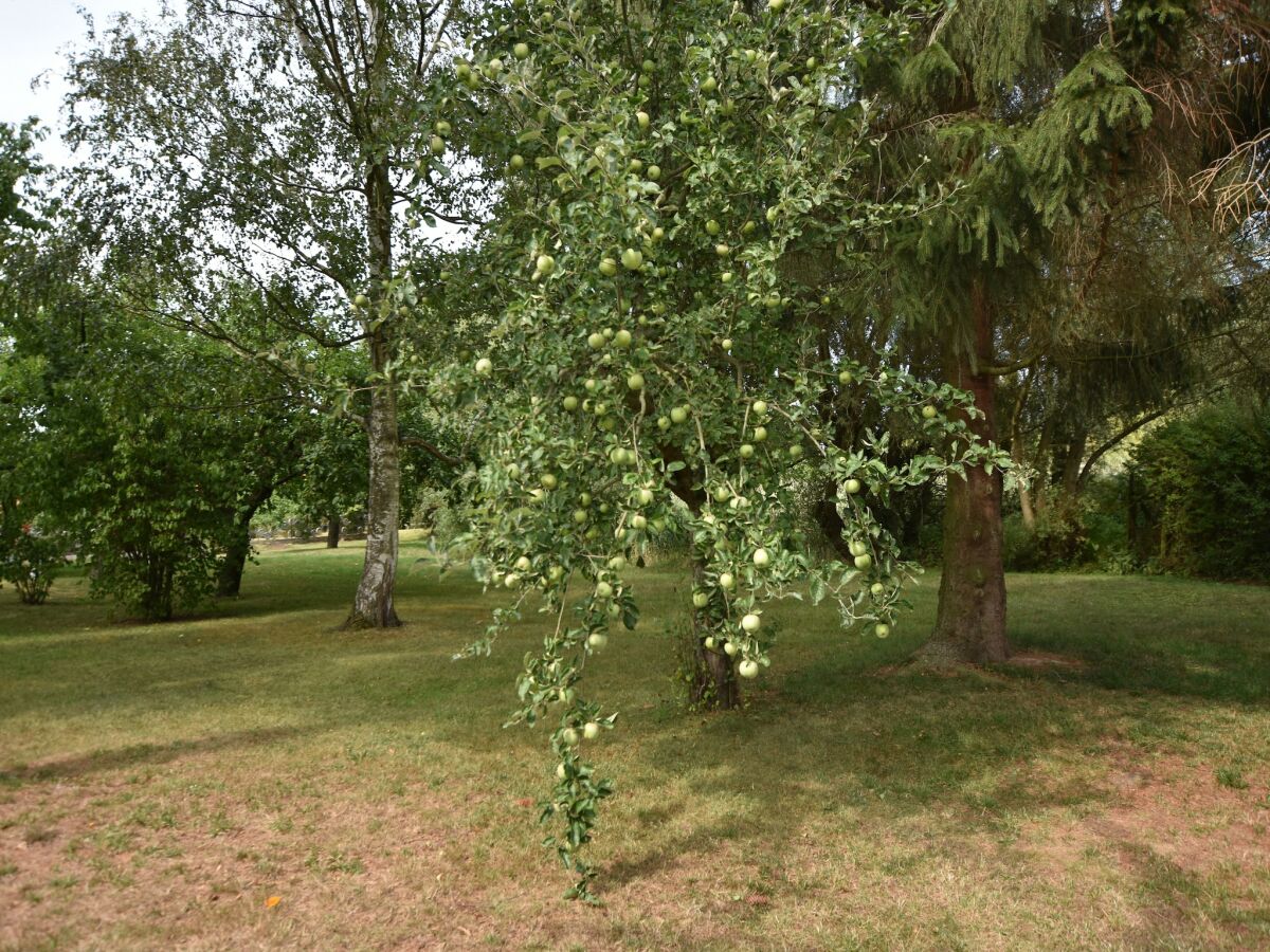 Apartment Wohnung in Alt Bukow mit Garten - Outdoor photo 3