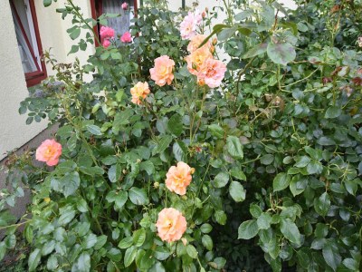 Apartment Wohnung in Alt Bukow mit Garten - Outdoor photo 9