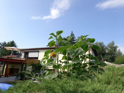 Apartment Wohnung in Alt Bukow mit Garten - Outdoor photo 43