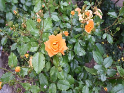 Apartment Wohnung in Alt Bukow mit Garten - Outdoor photo 46