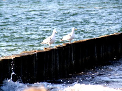 Apartment Ferienwohnung, Ostseebad Rerik - Environment photo 26
