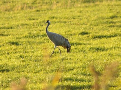 Apartment Wohnung nahe Ostsee Graal Müritz - Outdoor photo 39