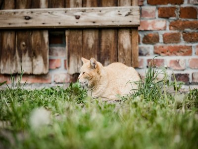 Apartment Landurlaub in Lübberstorf - Outdoor photo 7