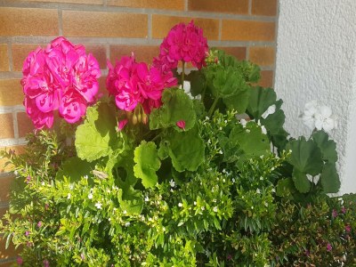 Apartment Gemütliche Wohnung für 4 Personen - Outdoor photo 38