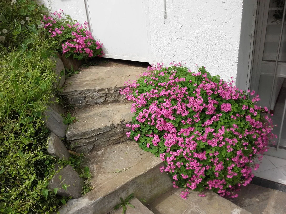 Holiday apartment Lago Blu - Outdoor photo 3