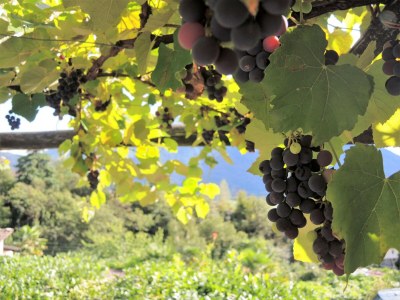 Holiday house Rustico Al Torchio - Environment photo 35