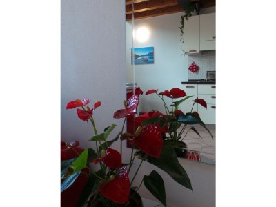 Holiday apartment La Lince - Features photo 13