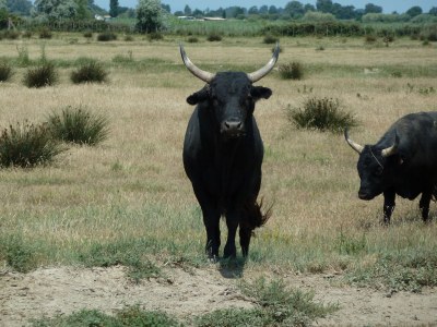 Holiday house Maussane - Le Paradou - Environment photo 32