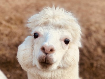 Chalet REBECCA - luxury and absolutely secluded at 1000m - Environment photo 35