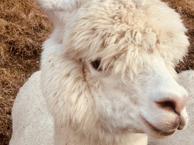 Chalet REBECCA - luxury and absolutely secluded at 1000m - Environment photo 36