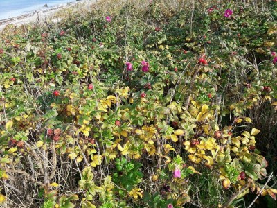 Holiday house Luxury Retreat with Pool - By Traum Ferienwohnungen - Outdoor photo 15