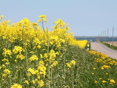 Apartment Wohnung in Klütz nahe Schloss Bothmer - Environment photo 34
