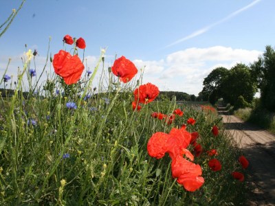 Apartment Geräumige Wohnung in Dargun mit Pool - Environment photo 19