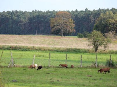 Holiday apartment The Blaue ("Blue") holiday apartment. - Environment photo 17