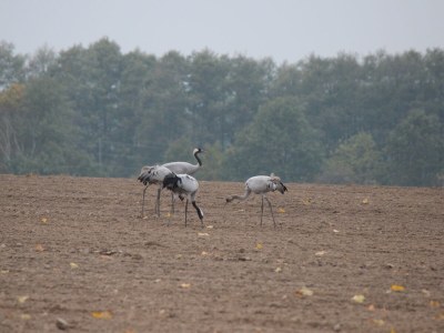 Holiday apartment The Blaue ("Blue") holiday apartment. - Environment photo 22