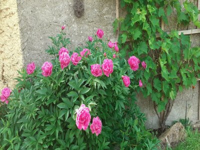Bungalow Gemütlicher Bungalow in Pepelow nahe dem Meer - Outdoor photo 36