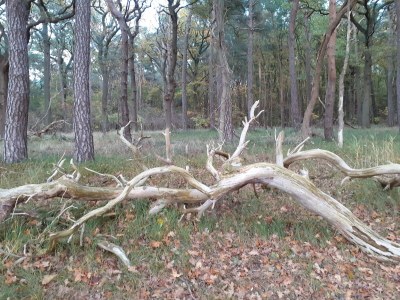 Bungalow Gemütlicher Bungalow in Pepelow nahe dem Meer - Outdoor photo 37