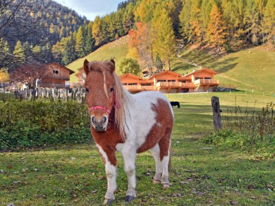 Chalet Larch forest - Outdoor photo 10