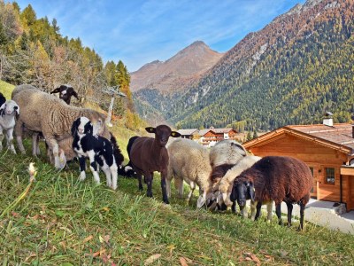 Chalet Larch forest - Outdoor photo 11