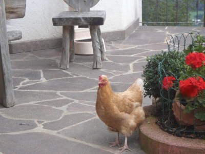 Holiday apartment Penthouse Koanzhof - Outdoor photo 3