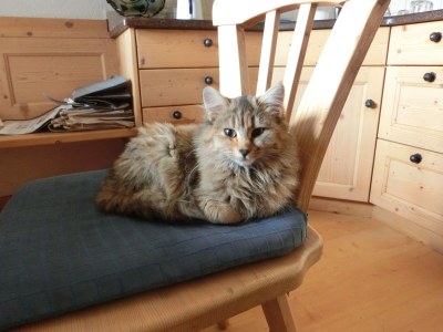 Holiday apartment Penthouse Koanzhof - Features photo 17