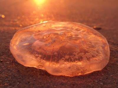 Holiday apartment Zeeland dream - Environment photo 30