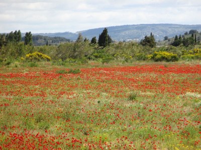 Holiday house Mas Analina - Environment photo 14