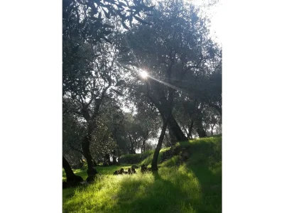 Holiday apartment Casa Daniela - Features photo 18