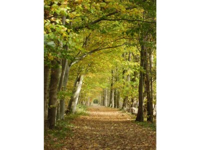 Holiday house The Wagtail - Environment photo 17