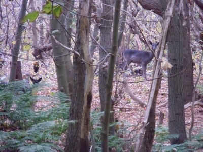 Holiday house The Wagtail - Environment photo 18