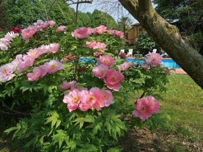 Holiday house furry frinds with family home - Outdoor photo 38