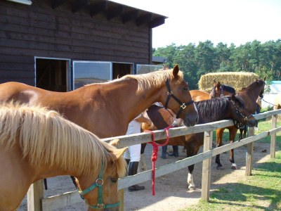 Holiday house Drewitzersee 2 - Environment photo 29