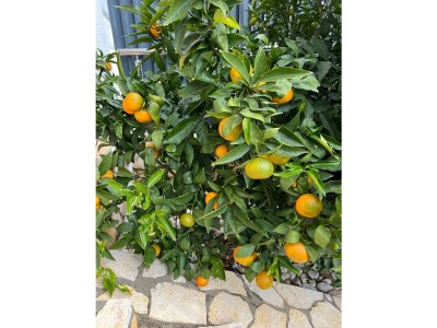 Apartment Mila - Outdoor photo 13