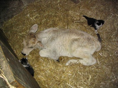 Holiday apartment Perlungerhof - Environment photo 15