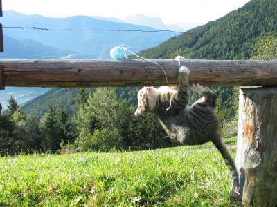 Holiday apartment Perlungerhof - Environment photo 19