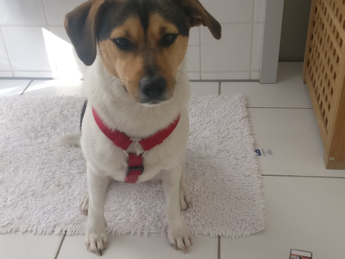 Holiday apartment Uta Helene Götz - Outdoor photo 3