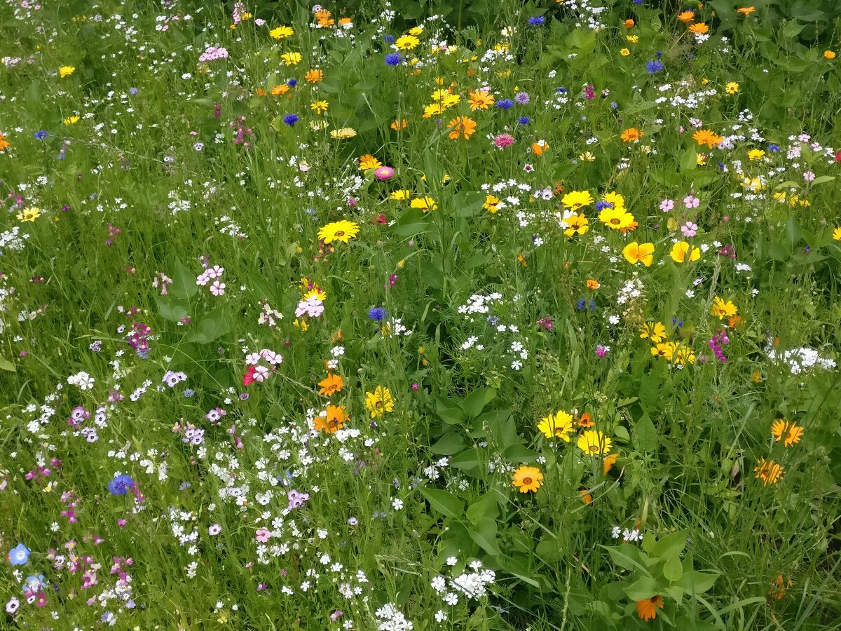 Holiday apartment Uta Helene Götz - Outdoor photo 4